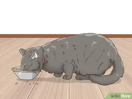 Image titled Protect Small Yard Animals from Cats Step 10