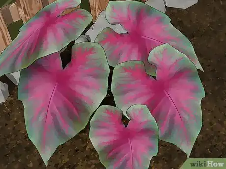 Image titled Control Lace Bugs in Your Flower Garden Step 10