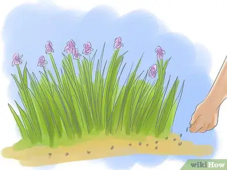 Image titled Take Care of Irises when Their Flowers Die Step 9