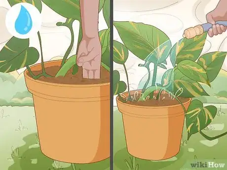 Image titled Care for a Golden Pothos Step 3