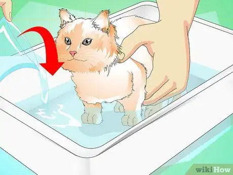 Image titled Give a Kitten a Bath Step 4