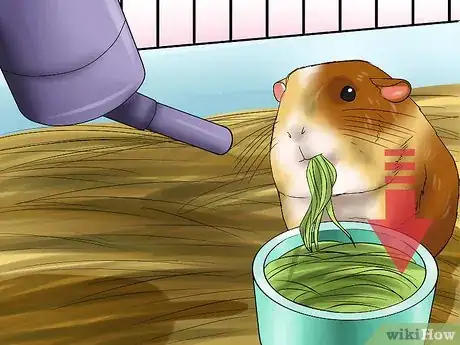 Image titled Know if a Pet Guinea Pig Is Ill Step 1