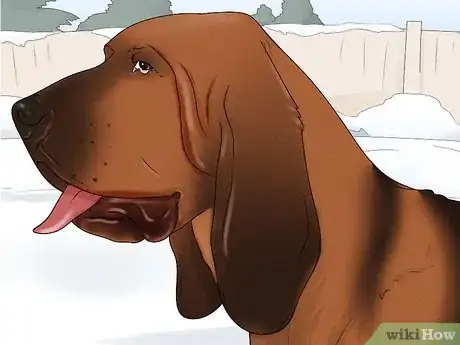 Image titled Identify a Bloodhound Step 3