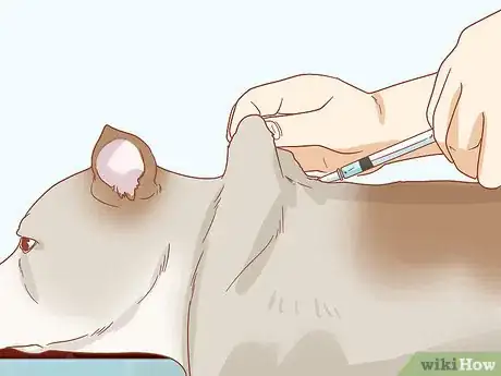 Image titled Care for Your Older Dog Step 6