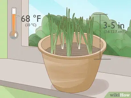 Image titled Force Daffodils Indoors Step 14