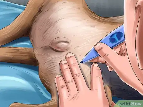 Image titled Treat Prostate Disease in Intact Male Dogs Step 8