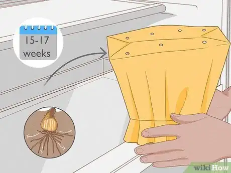 Image titled Force Daffodils Indoors Step 11