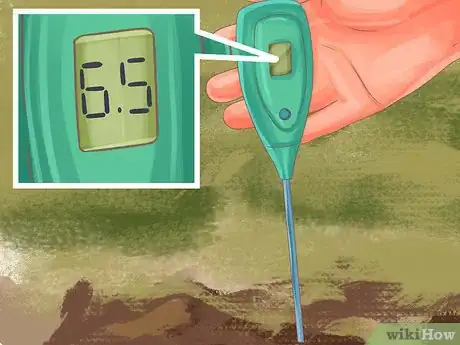 Image titled Grow Olives Step 2