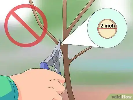 Image titled Prune a Mulberry Tree Step 4