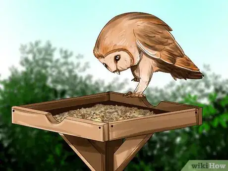 Image titled Attract Barn Owls Step 10