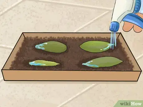 Image titled Propagate Succulents (Without Rooting Hormone) Step 7