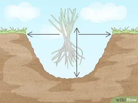 Image titled Plant Roots Step 4
