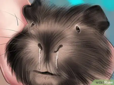 Image titled Prevent Respiratory Problems in Guinea Pigs Step 8