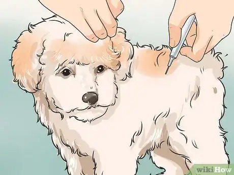 Image titled Care for Shihpoos Step 13