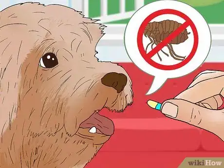 Image titled Treat Flea Bites on Dogs Step 9
