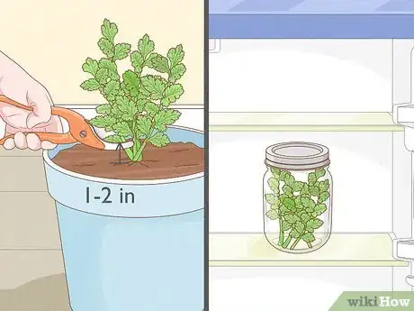 Image titled Pick Coriander Step 6