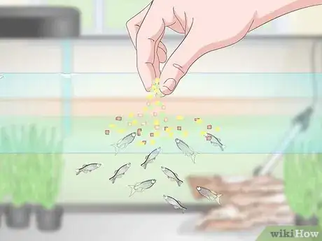 Image titled Breed Livebearing Tropical Fish Step 10