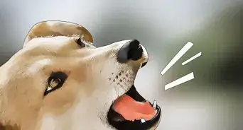 Protect Pets from Lead Poisoning