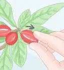 Grow Miracle Berries