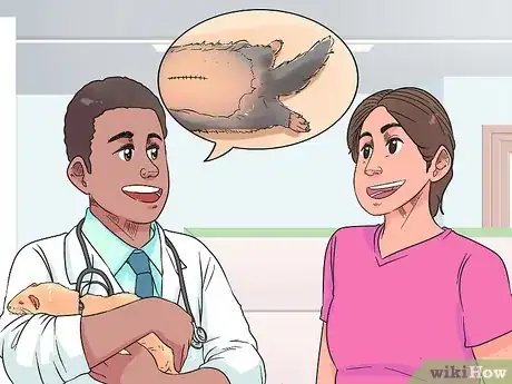 Image titled Get Your Ferret Spayed or Neutered Step 1