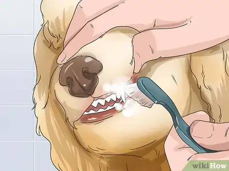 Image titled Care for Shihpoos Step 18