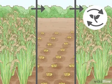 Image titled Control Pests in Rice Step 2