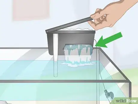 Image titled Care for Mbuna Cichlids Step 7