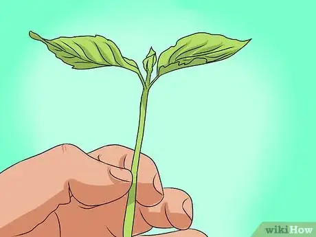 Image titled Grow Coleus Step 8