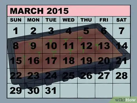 Image titled Grow Cleome Step 8