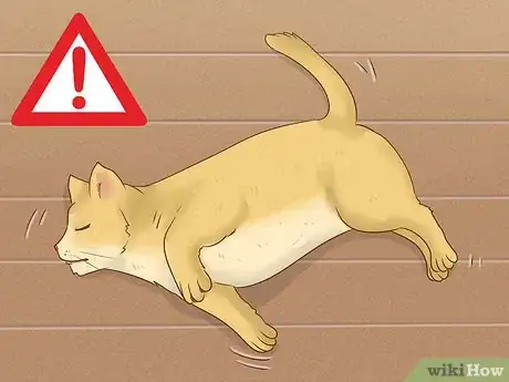Image titled Give Codeine to Cats in Pain Step 1