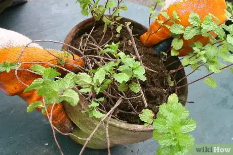 Image titled Divide Herb Plants Step 4