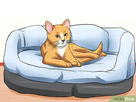 Image titled Treat Feline Glaucoma Step 6