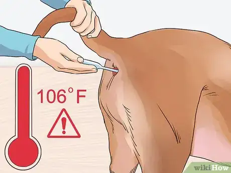 Image titled Prevent an Older Dog from Overheating Step 3