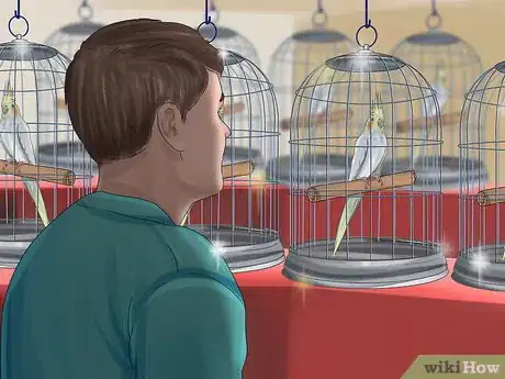 Image titled Pick a Cockatiel Step 3