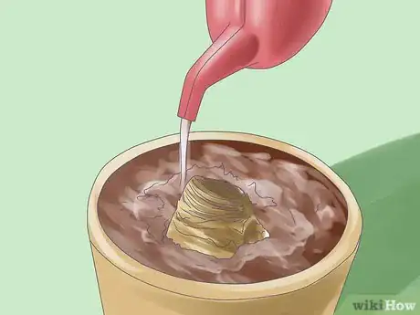 Image titled Care for Amaryllis Flowers Step 11