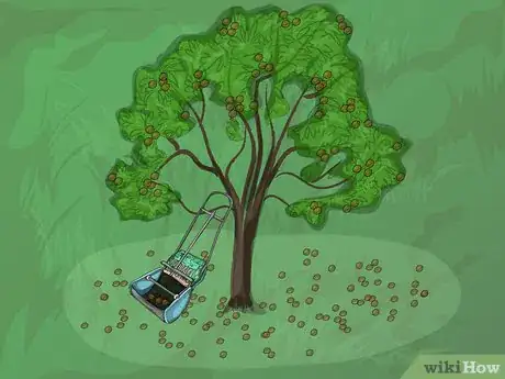 Image titled Harvest Pecans Step 8Bullet3