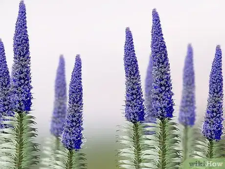 Image titled Grow Echium Step 2