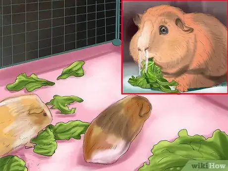 Image titled Prevent Respiratory Problems in Guinea Pigs Step 9