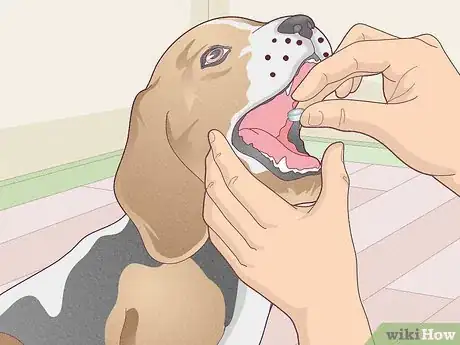 Image titled Treat Vestibular Disease in Dogs Step 7