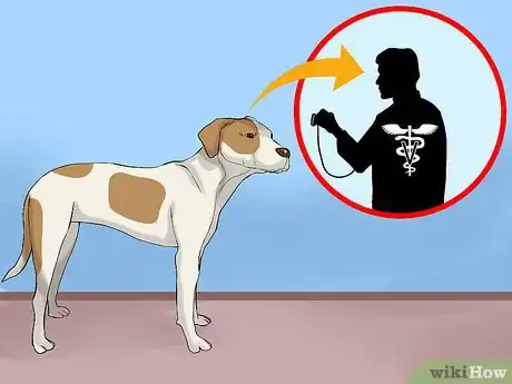 Image titled Care for an American Pit Bull Terrier Step 9