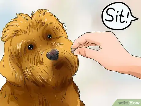 Image titled Care for Labradoodles Step 1
