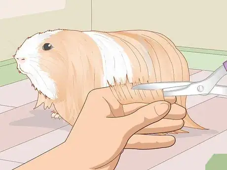 Image titled Prepare a Guinea Pig for Show Step 18