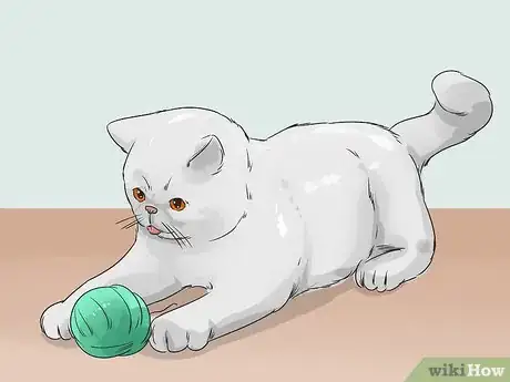 Image titled Identify an Exotic Shorthair Cat Step 9