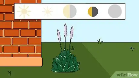 Image titled Grow Hostas Step 2