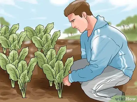 Image titled Grow Chard Step 10