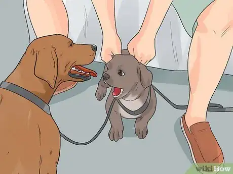 Image titled Walk Two Dogs with One Leash Step 2