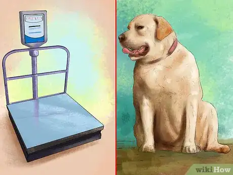 Image titled Treat Obesity in Labrador Retrievers Step 11