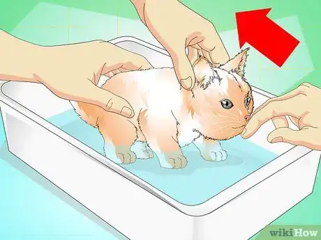 Image titled Give a Kitten a Bath Step 7