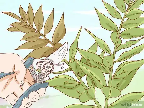 Image titled Grow Ruscus Step 6