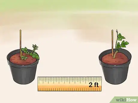 Image titled Grow Roses in Containers Step 14